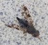 Tephritis sp.